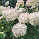 Hydrangea paniculataBloem