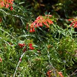 Keckiella ternata Агульны выгляд