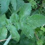 Agrimonia eupatoria Leaf
