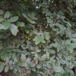 Ulmus crassifolia Blatt