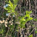 Spiraea cantoniensis Blatt