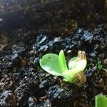 Pinguicula grandiflora Likasa