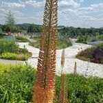 Eremurus stenophyllus Flower