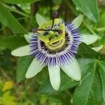 Passiflora caeruleaFlor