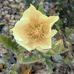 Mentzelia involucrata Flower