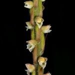 Hetaeria oblongifolia Écorce