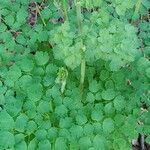 Thalictrum fendleri Leaf