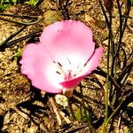 Calochortus splendens പുഷ്പം