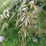 Avenula pubescens Fula