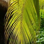 Cocos nucifera Hoja