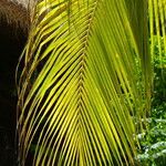 Cocos nucifera برگ