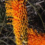 Grevillea excelsior Otro