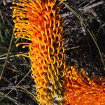 Grevillea excelsior Flower