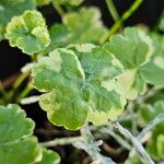 Hydrocotyle sibthorpioides Leaf