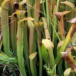 Sarracenia rubra Gyümölcs