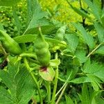 Paeonia delavayi Fruit