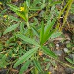 Stylosanthes humilis Blad