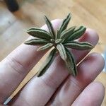 Peperomia asperula Hoja