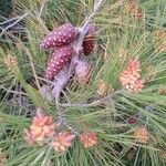 Pinus halepensis Meyve