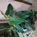 Philodendron erubescensLeaf