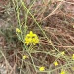 Brassica fruticulosa Kukka