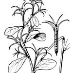 Legousia falcata Muu