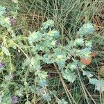 Cerinthe glabra Blatt