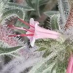 Echium asperrimum Flower