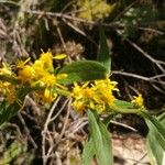 Solidago virgaureaFlower