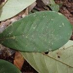 Anthonotha macrophylla Leaf