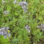 Phacelia tanacetifolia Хабит