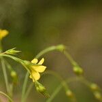 Linum trigynum Žiedas