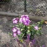 Phlox drummondii Habit