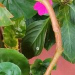 Begonia minor Rinde