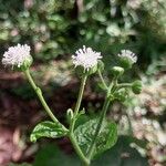 Chromolaena odorata Flower