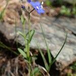 Veronica fruticans Hàbitat