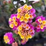 Lantana aculeata Flors