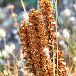 Conopholis alpina Flor