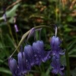 Hyacinthoides non-scriptaKwiat