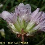 Armeria multiceps फूल