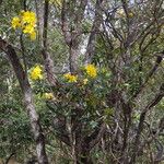 Senna silvestris Hábito