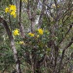 Senna silvestris Habit