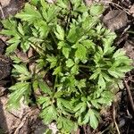 Ranunculus hispidus Leaf