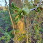 Prunus × gondouinii Foglia