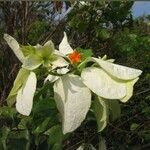 Mussaenda philippica Blomst