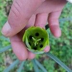 Fritillaria involucrata Flor