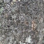 Castanospermum australe Coajă