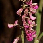 Lonchocarpus heptaphyllus Flower