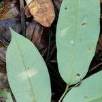 Xylopia rubescens Leaf
