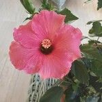 Hibiscus rosa-sinensisBlüte